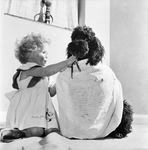 Susan Phillips seen here bathing her poodle Andy. November 1953 D6816-002