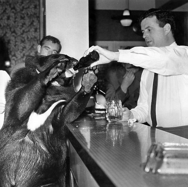 Susie the black bear taking her pint at the Swan Hotel. November 1965