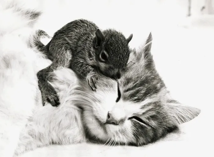 Framed Print : Susie the cat cuddles up with an orphaned baby squirrel at her home in Derby May