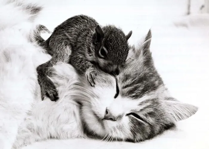 Framed Print : Susie the cat with her newly adopted orphaned baby squirrel at her home in Allenton Framed Print : Susie the cat with her newly adopted orphaned baby squirrel at her home in Allenton