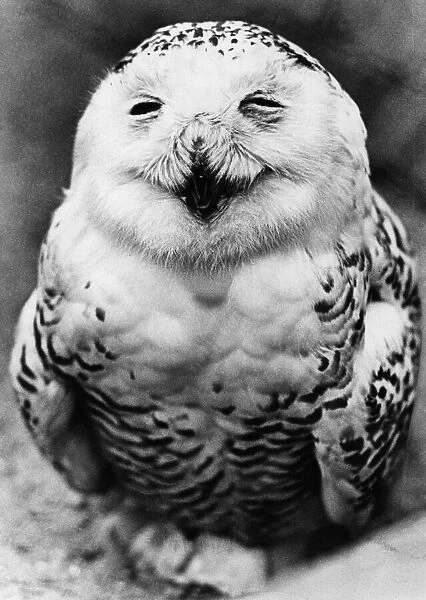 Susy the snowy Owl gives a smile at Paignton Zoo, Devon. May 1976