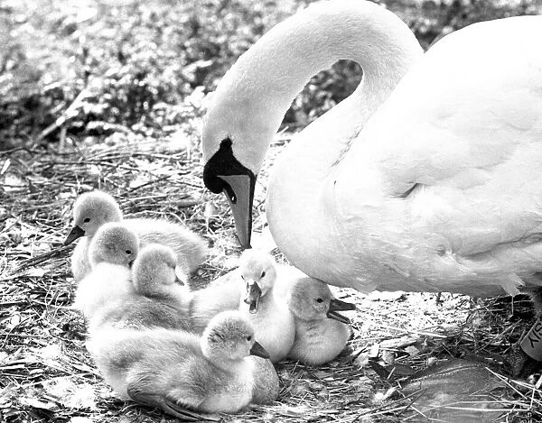 Swan and cygnets 17th May 1982