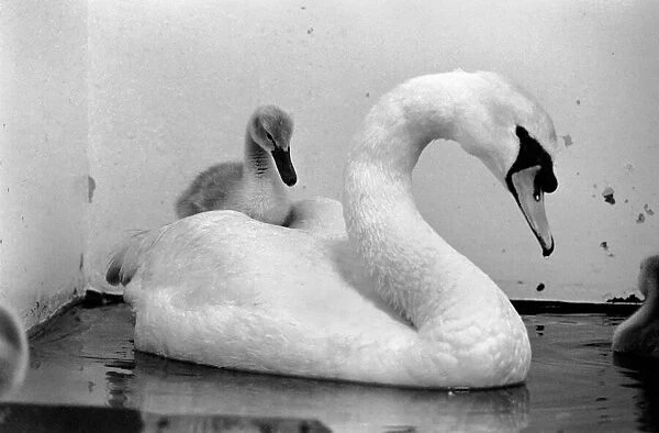This swan and its cygnets were found on a Motorway. The mother of the cygnet had beed