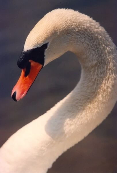This swan does not mind posing for the cameras
