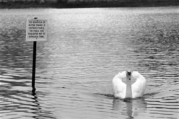 Swan 'Fred'. March 1975 75-01450-003