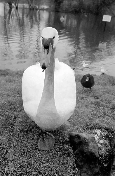 Swan 'Fred'. March 1975 75-01450-006