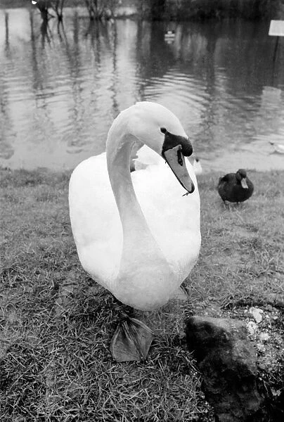 Swan 'Fred'. March 1975 75-01450-007