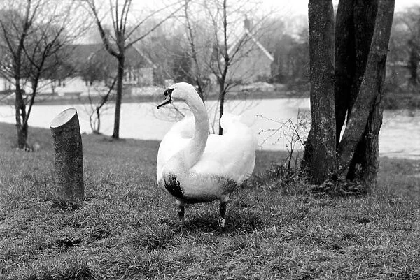 Swan 'Fred'. March 1975 75-01450-009