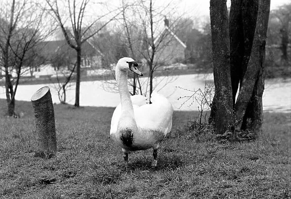 Swan 'Fred'. March 1975 75-01450-010