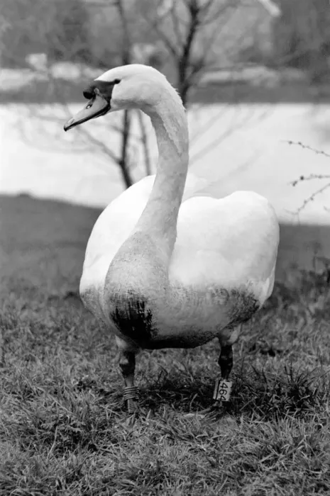 Framed Print : Swan Fred'. March 1975 75-01450-015 Framed Print : Swan Fred'. March 1975 75-01450-015