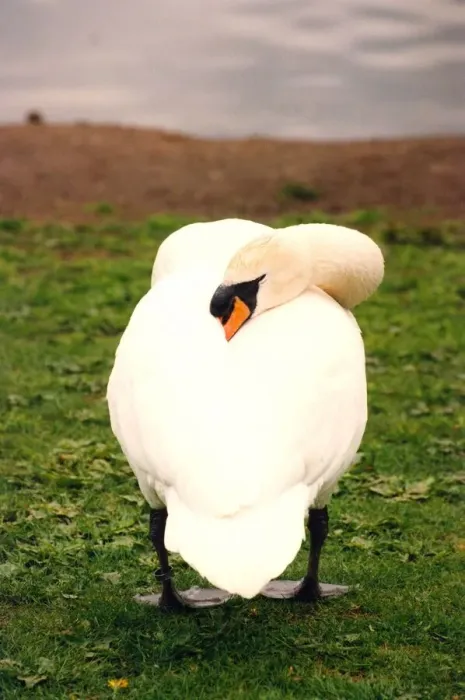 Framed Print : This swan is having its afternoon siesta on the banks of Killingworth lake