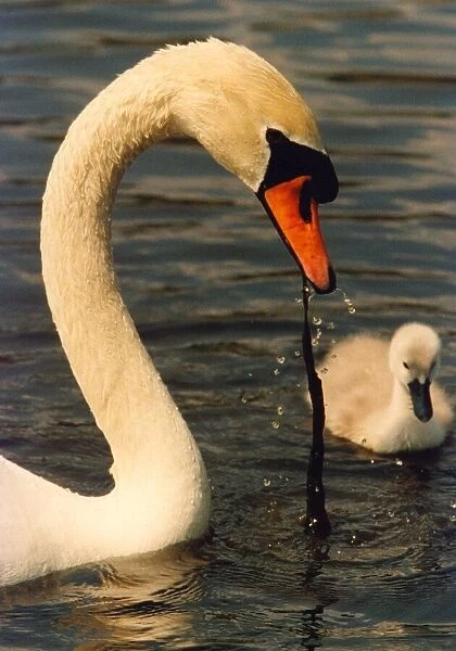 This swan is showing a cygnet what it should be eating
