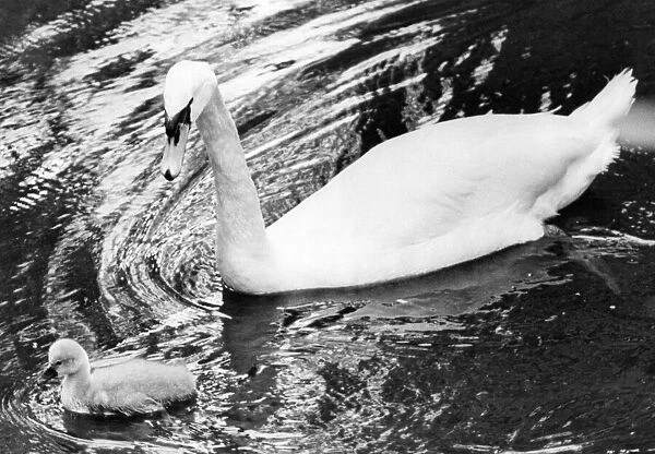 A swan swimming in the Ouseburn at Jesmond Dene with her cygnet