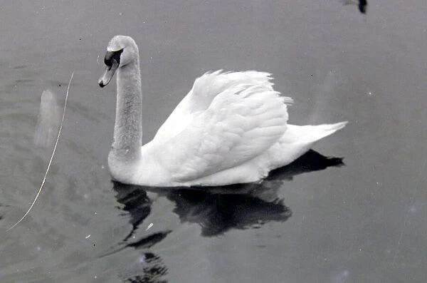 A swan on Wimbledon Park lake, London 1921 Alf 63