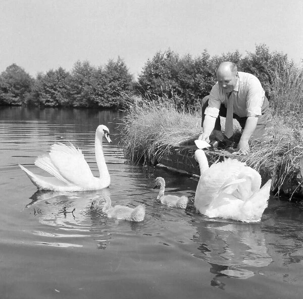 Swans being fed by the licensee of the Navigation at Wootton Wawen, Matthew Moseley