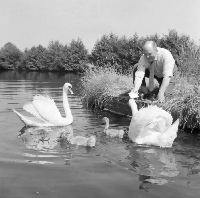 Framed Print : Swans being fed by the licensee of the Navigation at Wootton Wawen, Matthew Moseley Framed Print : Swans being fed by the licensee of the Navigation at Wootton Wawen, Matthew Moseley
