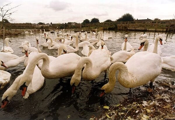 Swans gather for feeding at the Swan Sanctuary at Egham October 1992 P044301