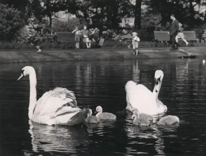Framed Print : Swans at Leazes Park, Newcastle in 1953. Bird Framed Print : Swans at Leazes Park, Newcastle in 1953. Bird