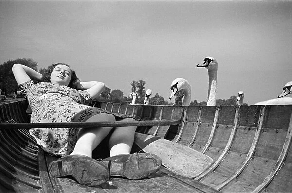 Swans looking at a woman asleep in a boat, on the River Thames, London, Circa 1946