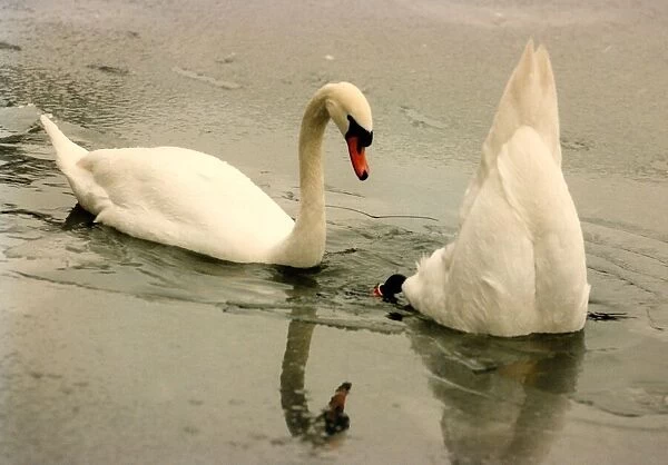 Two swans find a nice little pool in the middle of the ice on Saltwell Park lake
