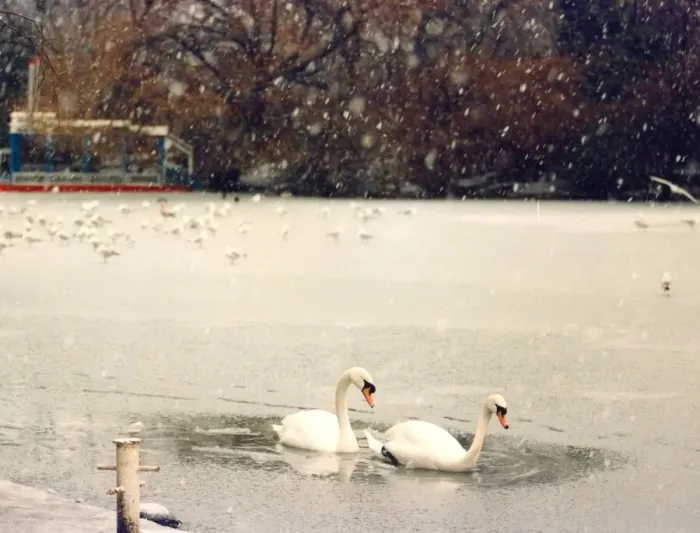 Framed Print : Two swans find a nice little pool in the middle of the ice on Saltwell Park lake Framed Print : Two swans find a nice little pool in the middle of the ice on Saltwell Park lake