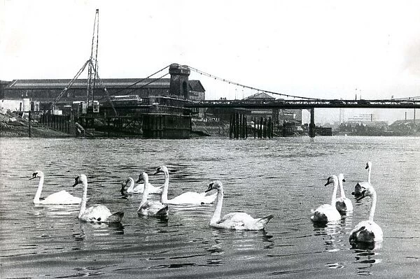 Swans on the river Tyne near the Scotswood Railway Bridge Bird