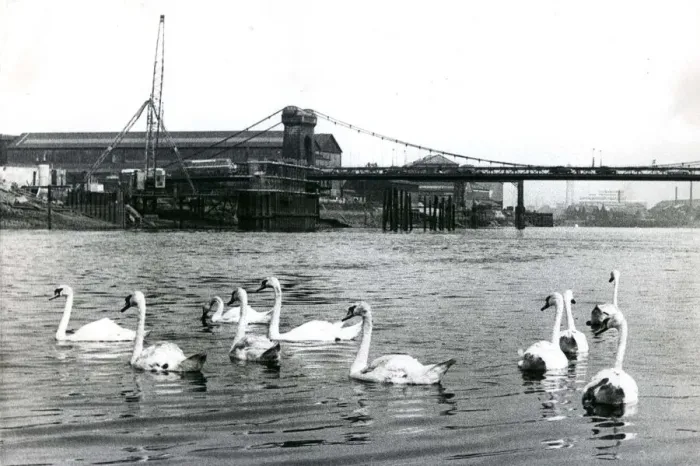 Framed Print : Swans on the river Tyne near the Scotswood Railway Bridge Bird Framed Print : Swans on the river Tyne near the Scotswood Railway Bridge Bird
