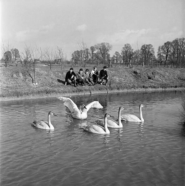 Swans at the Seven Wildfowl Trust at Sunbridge, Gloucestershire