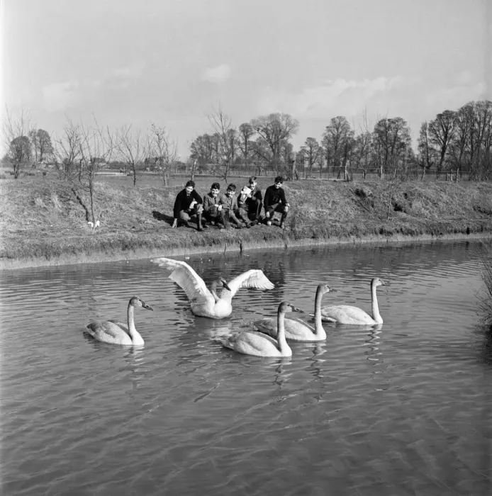 Framed Print : Swans at the Seven Wildfowl Trust at Sunbridge, Gloucestershire Framed Print : Swans at the Seven Wildfowl Trust at Sunbridge, Gloucestershire