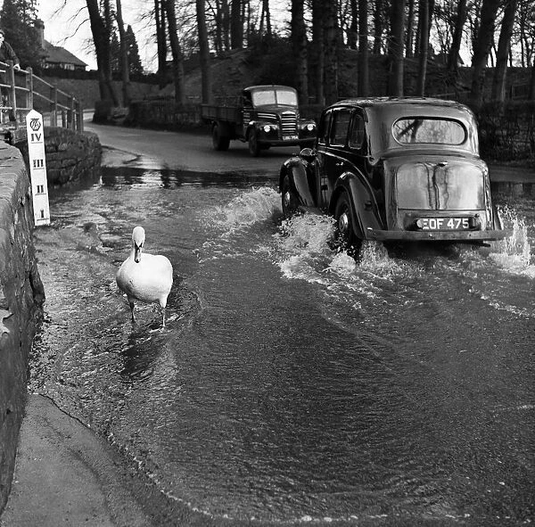 Swans are splashed by passing cars at the flooded Ford, in Kenilworth, Warwickshire
