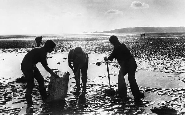 Swansea Bay. Naturalists dig up spartina grass which is threatening to reinvest