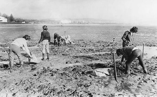 Swansea Bay. Naturalists dig up spartina grass which is threatening to reinvest