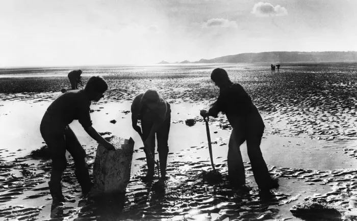 Framed Print : Swansea Bay. Naturalists dig up spartina grass which is threatening to reinvest