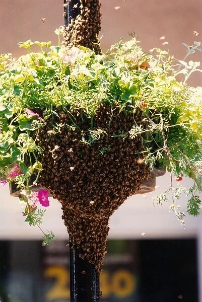 A swarm of bees attracted to a flower basket in Newcastle city centre