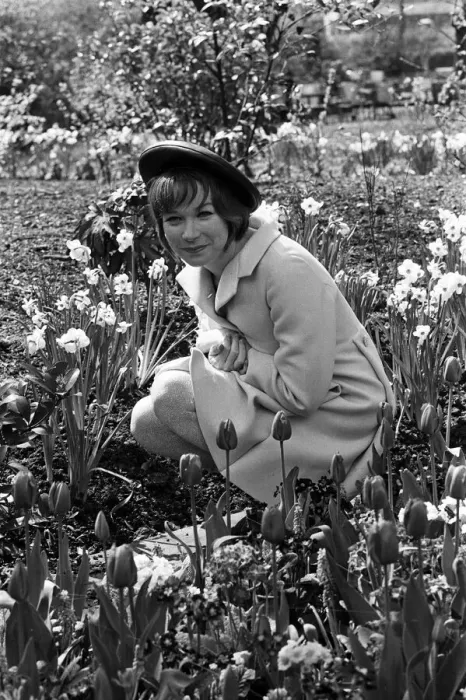 Framed Print : Sweet Charity star Shirley MacLaine is in London for a short stay Framed Print : Sweet Charity star Shirley MacLaine is in London for a short stay