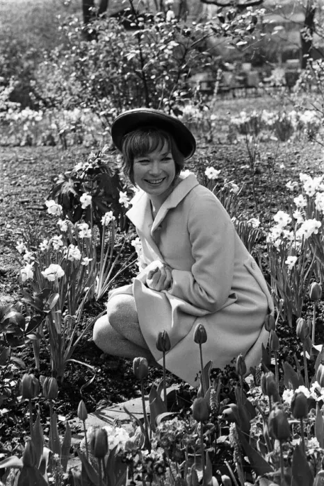 Framed Print : Sweet Charity star Shirley MacLaine is in London for a short stay Framed Print : Sweet Charity star Shirley MacLaine is in London for a short stay