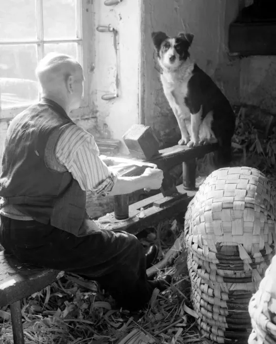 Framed Print : Swill ( Strong Basket ) making in the Lake District Collie dog sits on his masters Framed Print : Swill ( Strong Basket ) making in the Lake District Collie dog sits on his masters