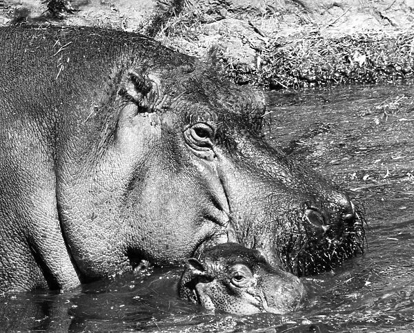 In the swim... the baby hippopotamus takes expertly to the water on its first outing
