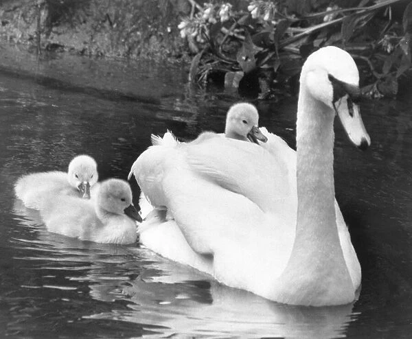 This swimming larks is a bit too much like hard work as this cygnet gets a lift on mums