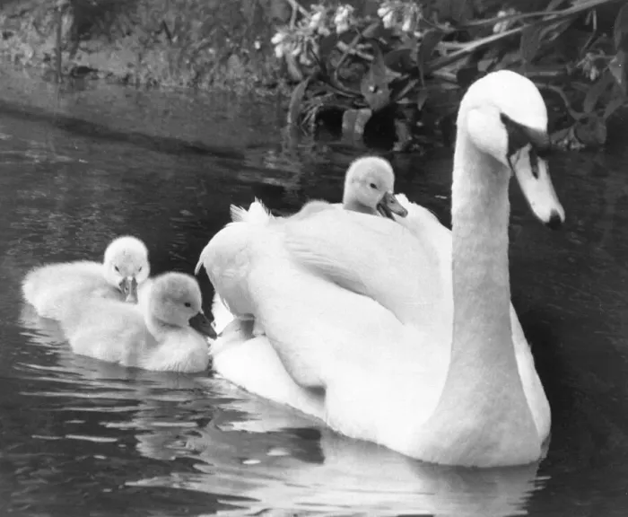 Framed Print : This swimming larks is a bit too much like hard work as this cygnet gets a lift on mums Framed Print : This swimming larks is a bit too much like hard work as this cygnet gets a lift on mums