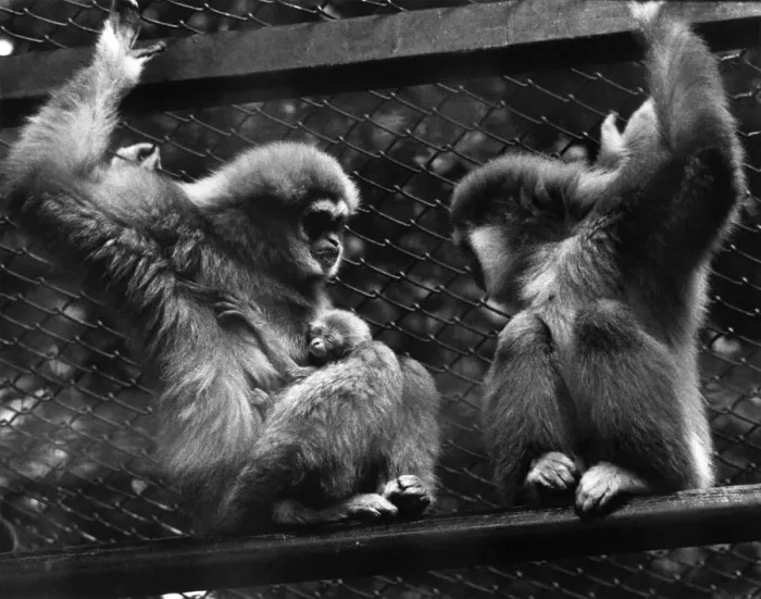 Framed Print : Swinging Star Attraction: The big hit at the London Zoo just now is in the Gibbon Framed Print : Swinging Star Attraction: The big hit at the London Zoo just now is in the Gibbon