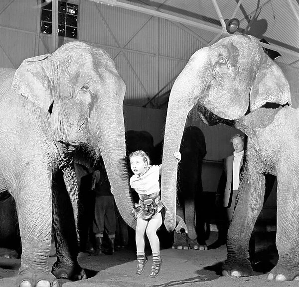 Swinging on the 'Stars'. The two ton elephants Hungoly (left