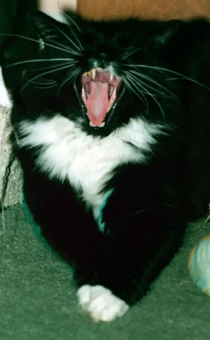 Framed Print : Sylvester the troublesome cat featured January 1999 in the television programme