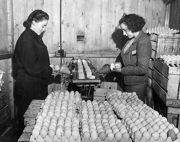 Sylvia Timson and Mona Swaly candling eggs to check whether they have gone off before