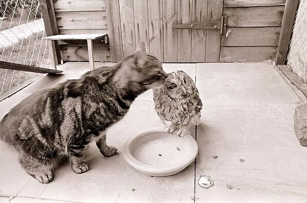 Tabby Cat kissing Owl March 1966