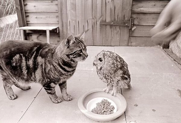 Tabby cat with Owl Animal friendship Cats animals owls bird of prey