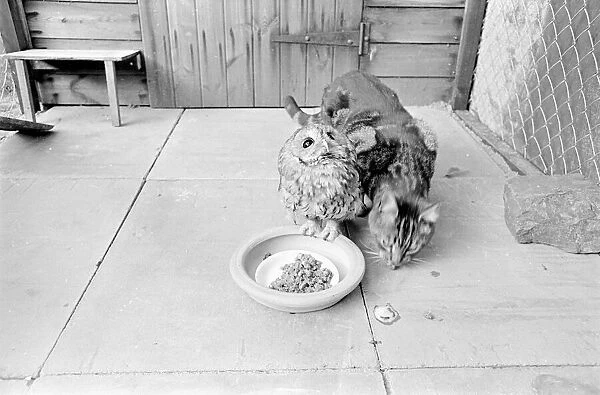 Tabby Cat with owl March 1966 A©Mirrorpix