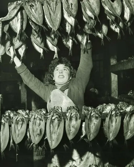 Framed Print : Taking the kippers out of the brine and hanging them on the bualks to allow the salt to Framed Print : Taking the kippers out of the brine and hanging them on the bualks to allow the salt to