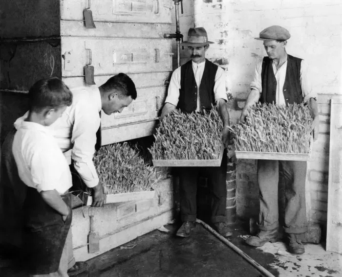 Framed Print : Taking tray of fresh fodder from cupboard grown in 10 days. September 1933 P004464