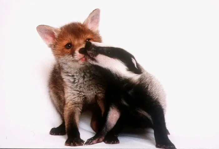 Framed Print : A tale of two cubs - shes always badgering that fox for a kiss Framed Print : A tale of two cubs - shes always badgering that fox for a kiss